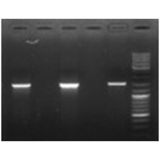 Набір реагентів  для швидкого виділення ДНК з  агарозних гелей NeoPrep Elution DNA 