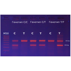 Neo-Gene_MTNR1B (rs1387153) C/Т 
