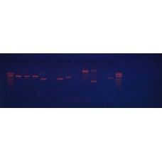Набір реагентів для генотипування головного комплексу гістосумісності генів II класу HLA-DR  методом полімеразної ланцюгової реакції