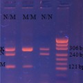 Neo-Gene_F5  G1691A (Лейден) 